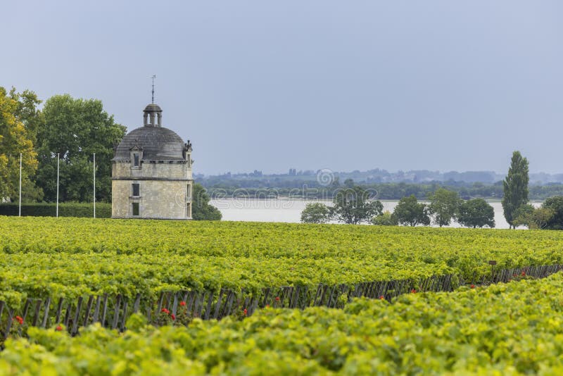 Typowe winnice w pobliżu chateau latour bordeaux aquitaine francja