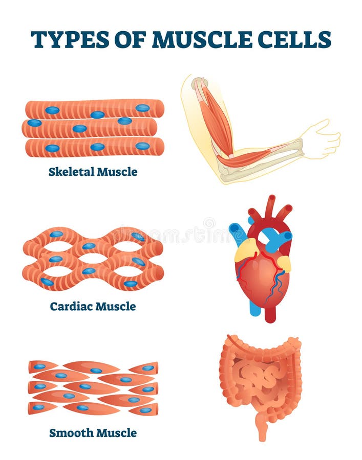 Types of muscle cells vector illustration. Labeled various soft tissues differences explanation. Educational skeletal, cardiac and smooth contraction. Anatomical body parts example for biology handout. Types of muscle cells vector illustration. Labeled various soft tissues differences explanation. Educational skeletal, cardiac and smooth contraction. Anatomical body parts example for biology handout