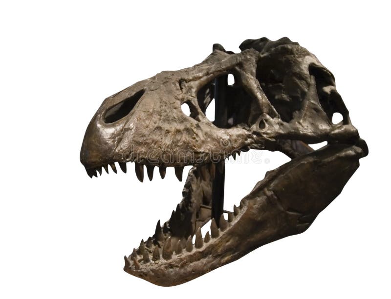 tyrannosaurus rex czaszki obrazy stock tyrannosaurus rex czaszki obrazy stock