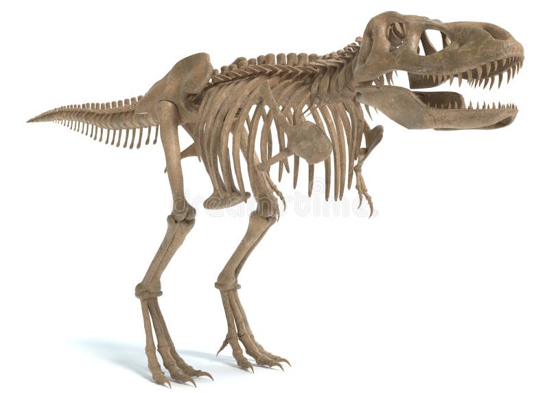 Tyrannosaurus rex skelet vector illustratie Tyrannosaurus rex skelet vector illustratie