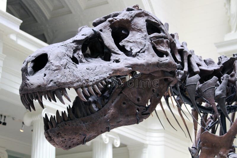 Tyrannosaurus Rex Sue Close Up