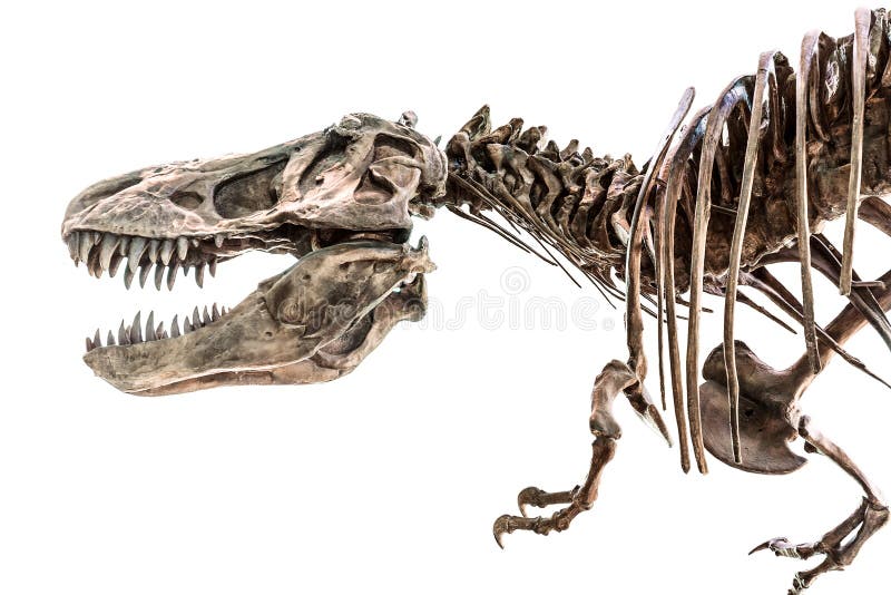 Tyrannosaurus Rex T-Rex dinosaura kościec