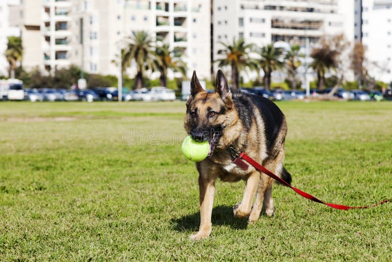 Tysk herde Dog med tennisbollen på parkera fotografering för bildbyråer Tysk herde Dog med tennisbollen på parkera fotografering för bildbyråer