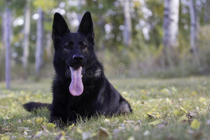 Tysk herde Dog som ligger på gräsmatta