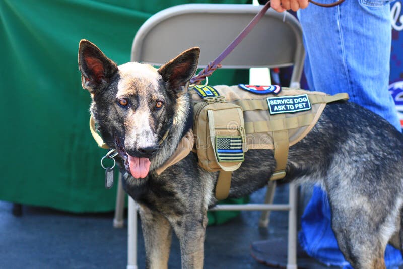 Tysk herde Service Dog för veteran