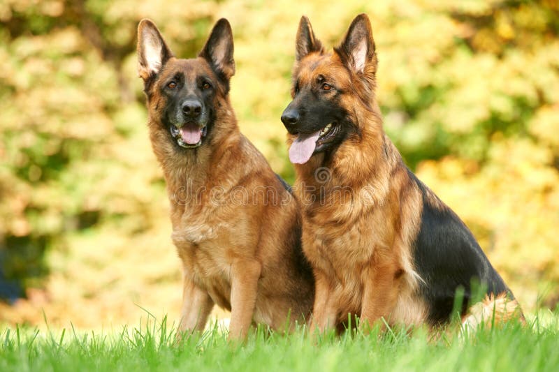 Tysk herde två för hund