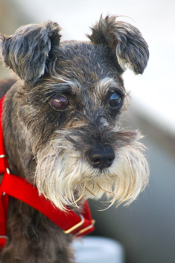 tysk schnauzer royaltyfri foto tysk schnauzer royaltyfri foto
