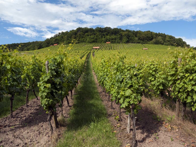 tysk winegård arkivfoton tysk winegård arkivfoton