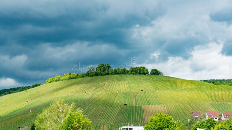 Tyska vinodlingar på våren med regnmoln, mörk himmel, solbelyst på vinodling, Tyskland royaltyfri fotografi
