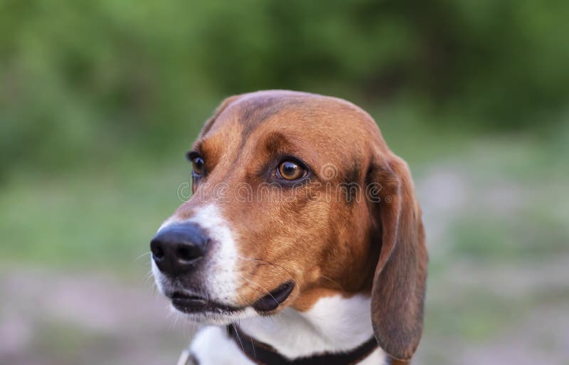 Tysta ned beaglenärbilden arkivbild Tysta ned beaglenärbilden arkivbild