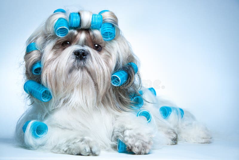 Shih tzu dog with curlers. Shih tzu dog with curlers