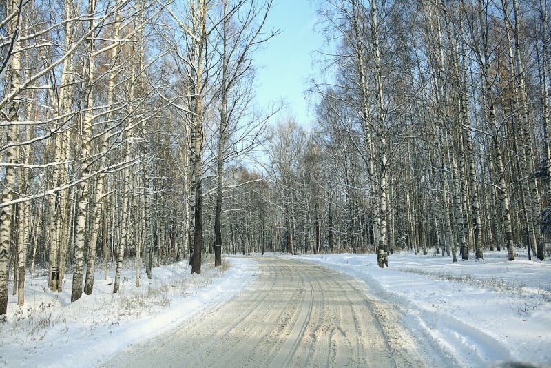 Täckt vitt trä royaltyfria foton Täckt vitt trä royaltyfria foton