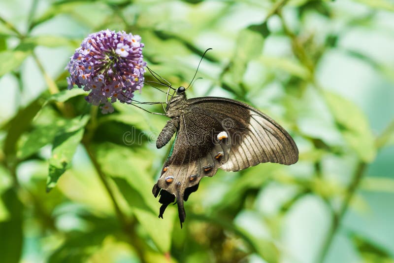 Täglicher tropischer Lat Schmetterling Papilio Palinuro Papilio-Palinurus, keiner verließ auf dem Blume Schlämmgraben von David o stockbild Täglicher tropischer Lat Schmetterling Papilio Palinuro Papilio-Palinurus, keiner verließ auf dem Blume Schlämmgraben von David o stockbild