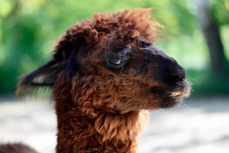 Tämjde pacos för Huacaya AlpacaVicugna, angenäm sida av huvudet fotografering för bildbyråer Tämjde pacos för Huacaya AlpacaVicugna, angenäm sida av huvudet fotografering för bildbyråer