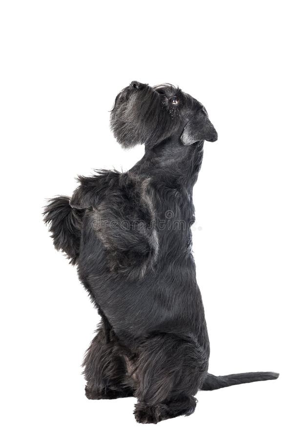Tänze des Hund (Schnauzer) lizenzfreie stockbilder Tänze des Hund (Schnauzer) lizenzfreie stockbilder