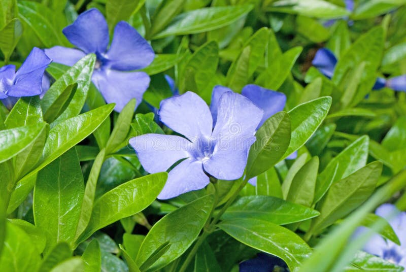 Tät blommavintergröna upp fotografering för bildbyråer