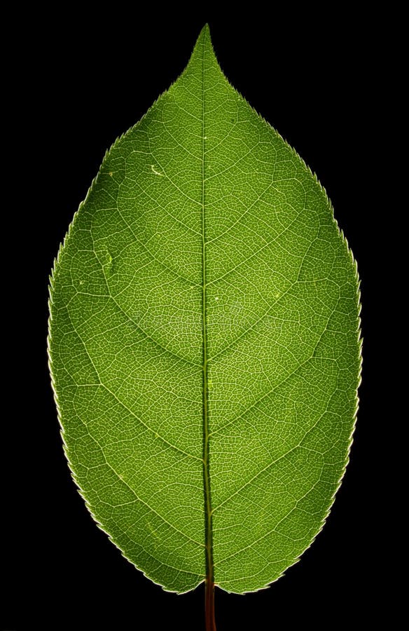 Tät grön leaf upp royaltyfri bild