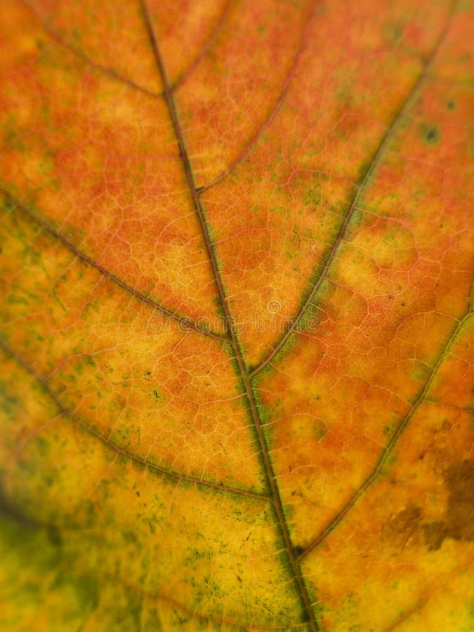 Tät leaf för höst upp arkivfoto