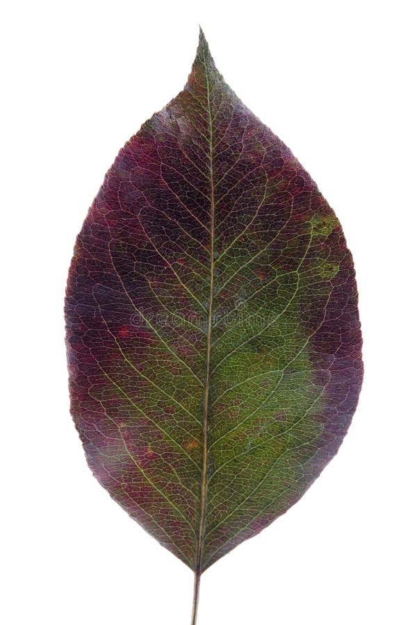 Tät leaf för höst upp arkivbilder