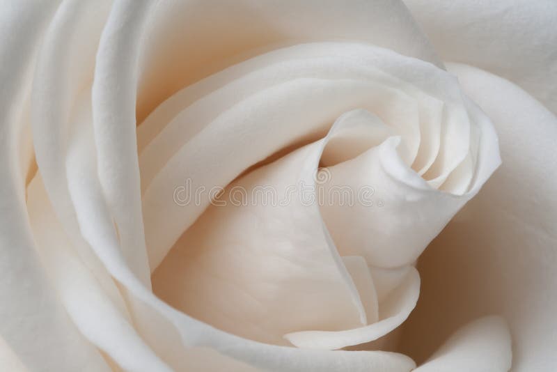tät rose övre white arkivbilder tät rose övre white arkivbilder