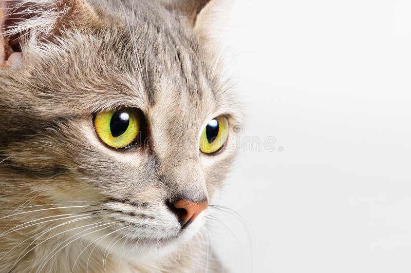 tätt huvud för katt upp arkivbilder tätt huvud för katt upp arkivbilder