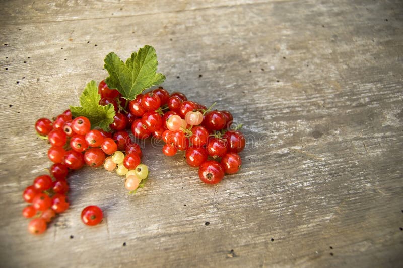 Tätt upp, bästa skott av den nya skördade redcurranten på lantlig trätabellbakgrund, selektiv fokus, utrymme för text royaltyfria foton Tätt upp, bästa skott av den nya skördade redcurranten på lantlig trätabellbakgrund, selektiv fokus, utrymme för text royaltyfria foton
