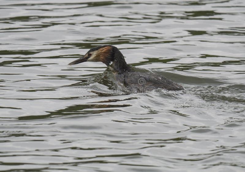 Tätt upp utmärkt krönat med den lilla fisken i räkning för att mata deras youngs Podicepscristatusfamilj på den klara blåa sjön royaltyfri fotografi Tätt upp utmärkt krönat med den lilla fisken i räkning för att mata deras youngs Podicepscristatusfamilj på den klara blåa sjön royaltyfri fotografi