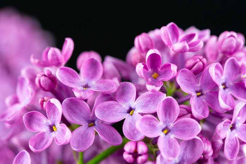 Tło kwitnie bzu. Lily okwitnięcie Purpurowy lily kwiecenie kwiaty tła wiosny
