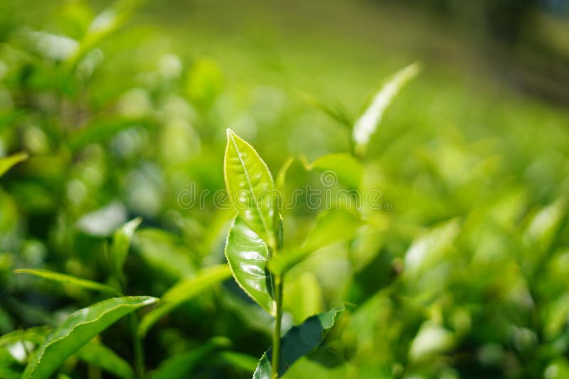 Tè naturale fresco lascia un'immagine di sfondo.