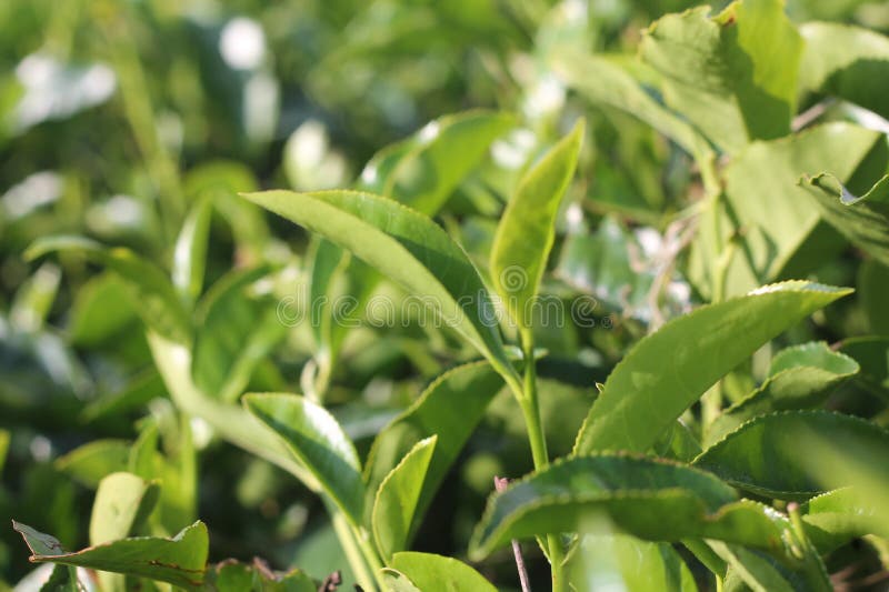 Té en el área de Bandung de la plantación imágenes de archivo libres de regalías Té en el área de Bandung de la plantación imágenes de archivo libres de regalías