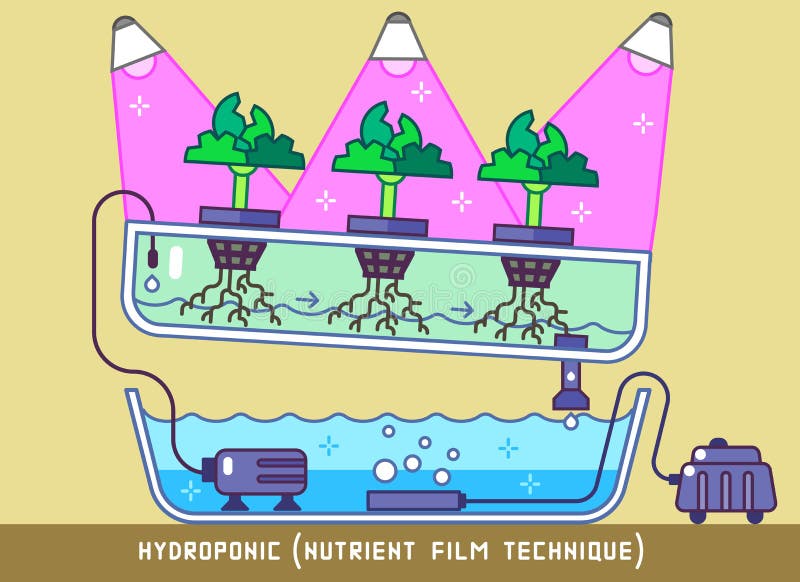 Plants Growing with Hydroponic Nutrient Film Technique Under Phytolamps. Plants Growing with Hydroponic Nutrient Film Technique Under Phytolamps