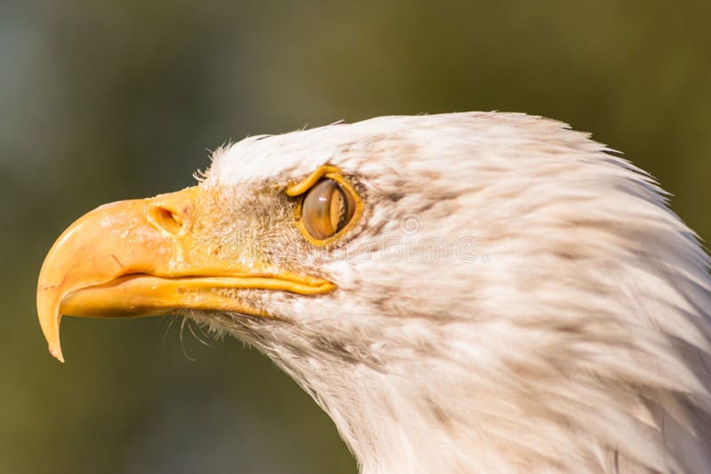 Tête blanche d'aigle images stock Tête blanche d'aigle images stock