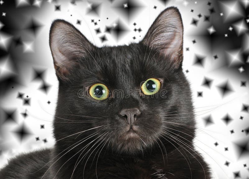 Tête d'un chat noir regardant l'appareil-photo photos libres de droits Tête d'un chat noir regardant l'appareil-photo photos libres de droits