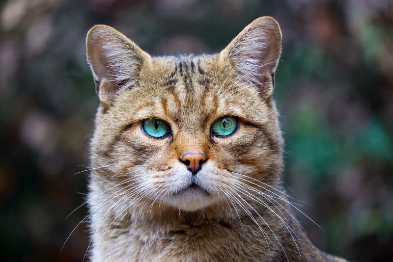 Tête d'un chat sauvage européen rare avec les yeux bleu-vert lumineux saisissants dans la vue frontale photo stock Tête d'un chat sauvage européen rare avec les yeux bleu-vert lumineux saisissants dans la vue frontale photo stock