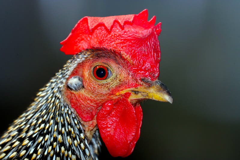 Tête d'un coq de coq de junglefowl avec un peigne rouge lumineux dans la vue de profil image stock Tête d'un coq de coq de junglefowl avec un peigne rouge lumineux dans la vue de profil image stock