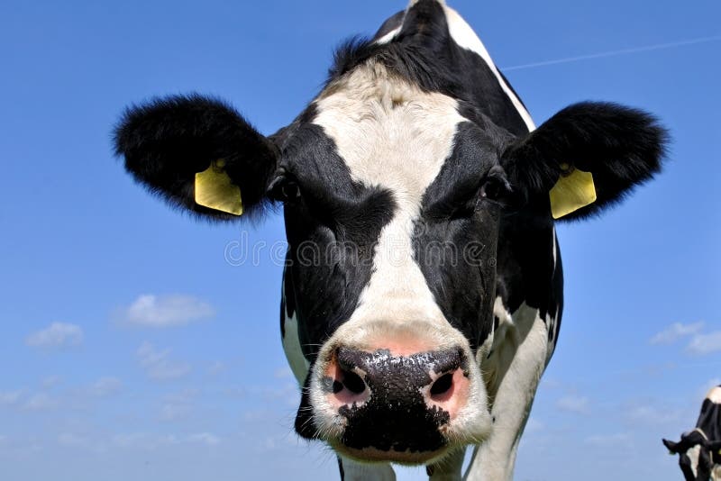 Tête d'une vache photographie stock libre de droits Tête d'une vache photographie stock libre de droits