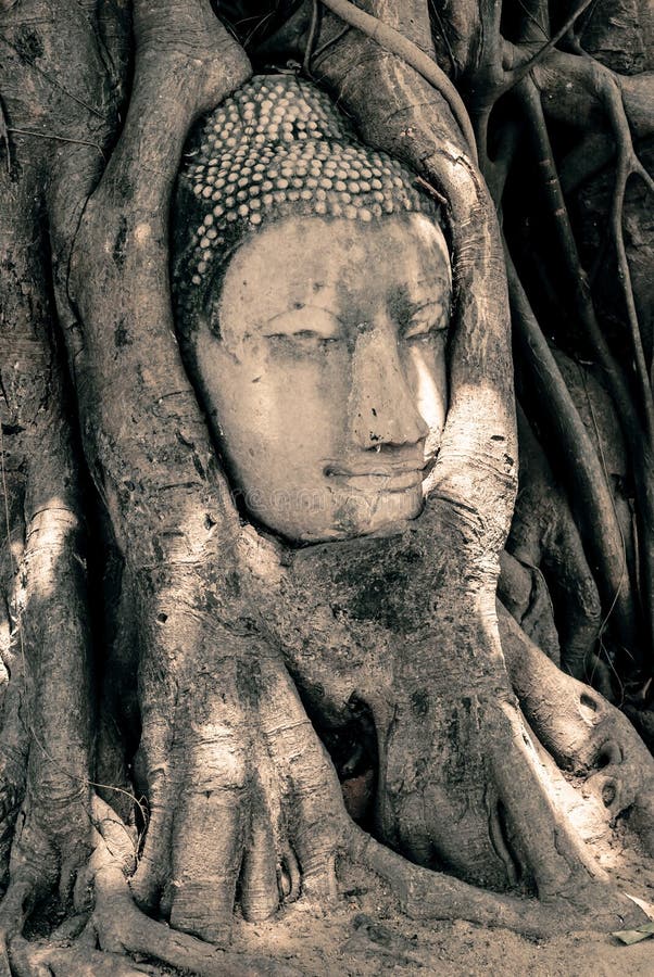 Tête de Bouddha entourée par des racines photographie stock libre de droits Tête de Bouddha entourée par des racines photographie stock libre de droits