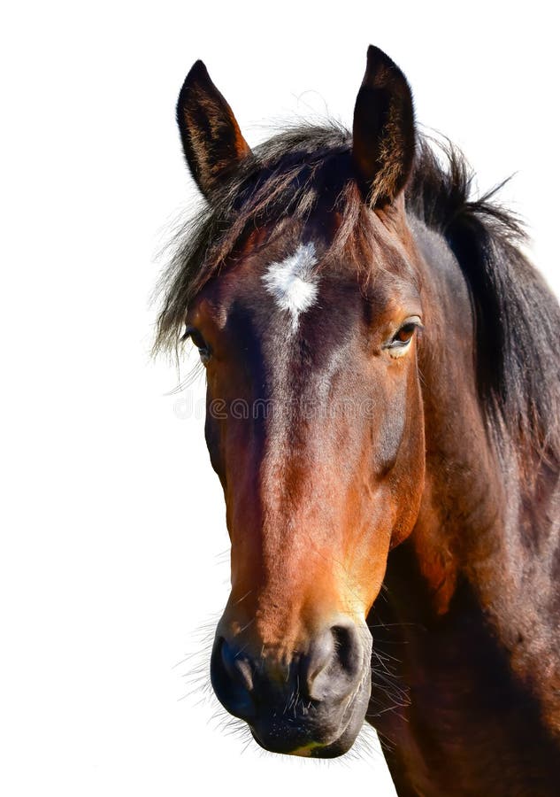 Tête de cheval de Brown d'isolement sur le blanc Un portrait de plan rapproché du visage d'un cheval image libre de droits Tête de cheval de Brown d'isolement sur le blanc Un portrait de plan rapproché du visage d'un cheval image libre de droits