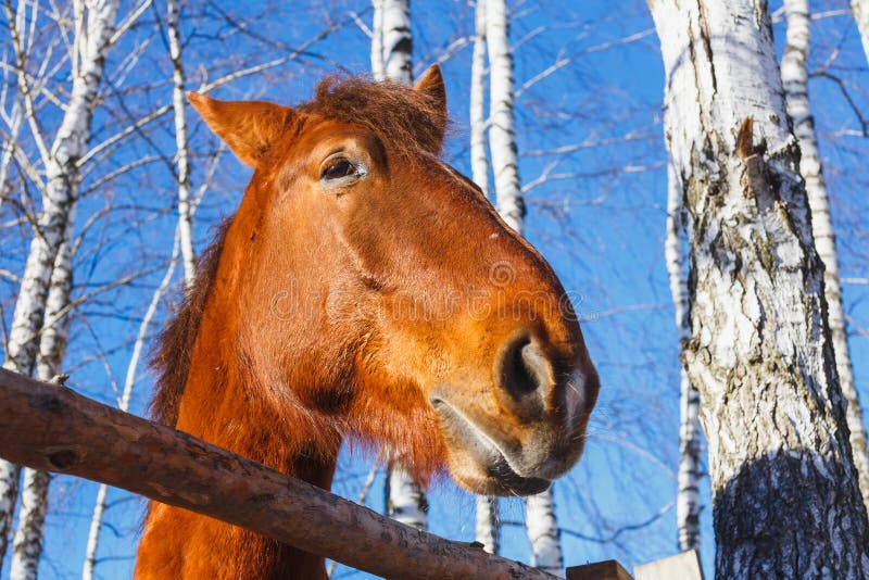 Tête de cheval un jour ensoleillé images libres de droits Tête de cheval un jour ensoleillé images libres de droits