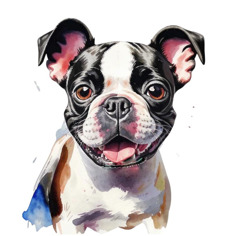 Tête de chien de Boston Terrier clip art aquarelle portrait illustration de vecteur