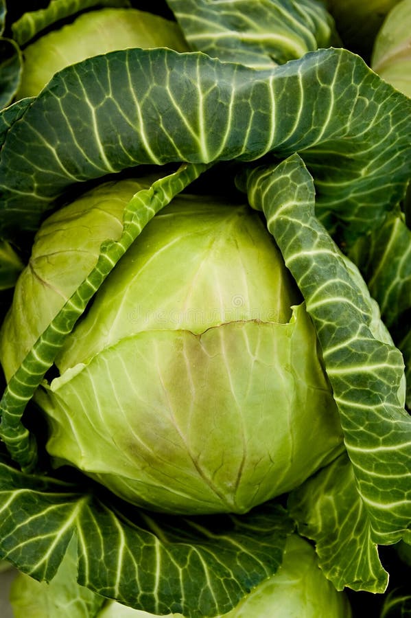 Close up image of a cabbage head at a farmers' market. Close up image of a cabbage head at a farmers' market.