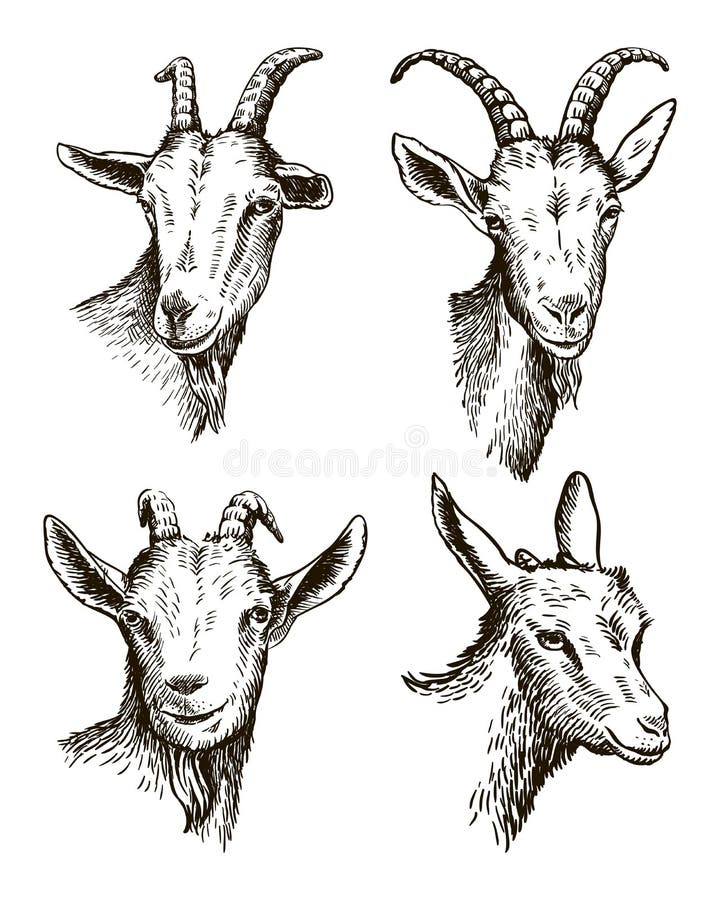 Goat head. livestock. animal grazing. sketch drawn by hand on a white background. Goat head. livestock. animal grazing. sketch drawn by hand on a white background