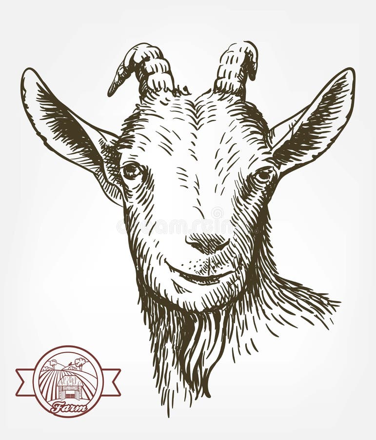 Goat head. livestock. animal grazing. sketch drawn by hand on a white background. Goat head. livestock. animal grazing. sketch drawn by hand on a white background