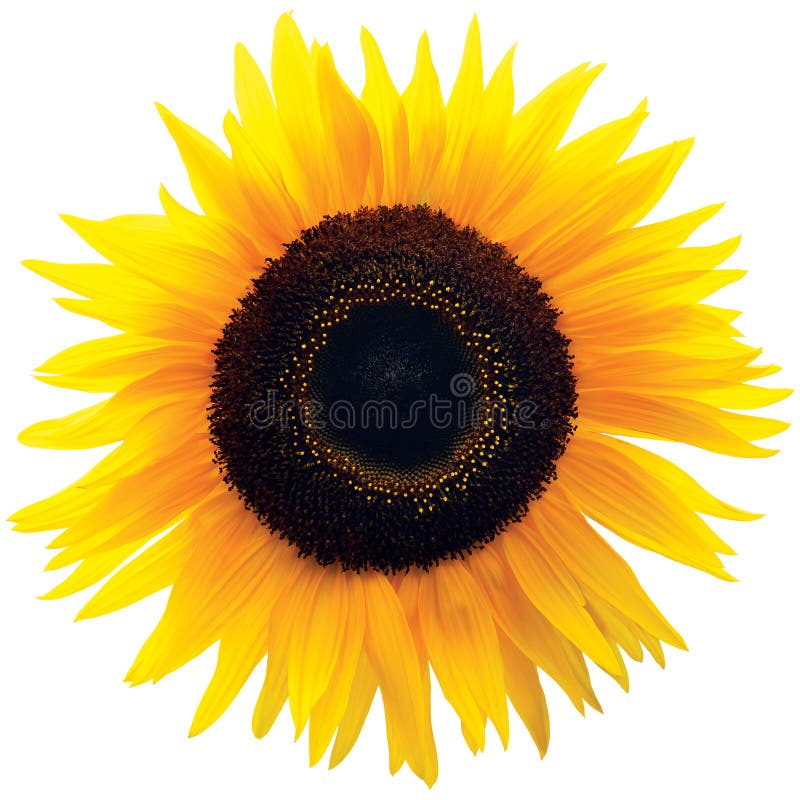 Tête de fleur de tournesol commun, genre de floraison d'isolement Helianthus photographie stock libre de droits Tête de fleur de tournesol commun, genre de floraison d'isolement Helianthus photographie stock libre de droits