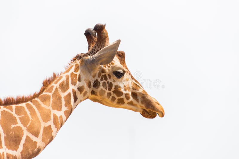 Tête de girafe d'isolement sur le fond blanc photos stock Tête de girafe d'isolement sur le fond blanc photos stock