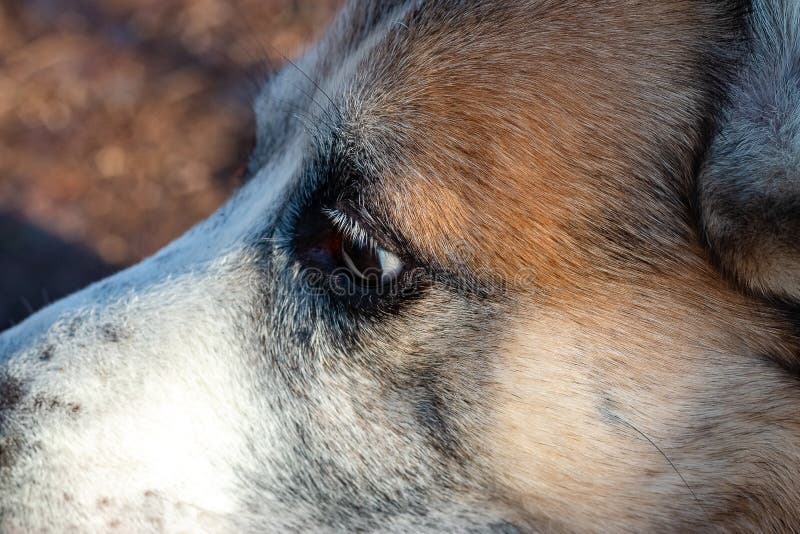 Tête de l'Alaska enrouée lsaquo d'aeuro de lsaquo d'aeuro de chien en gros plan photographie stock libre de droits