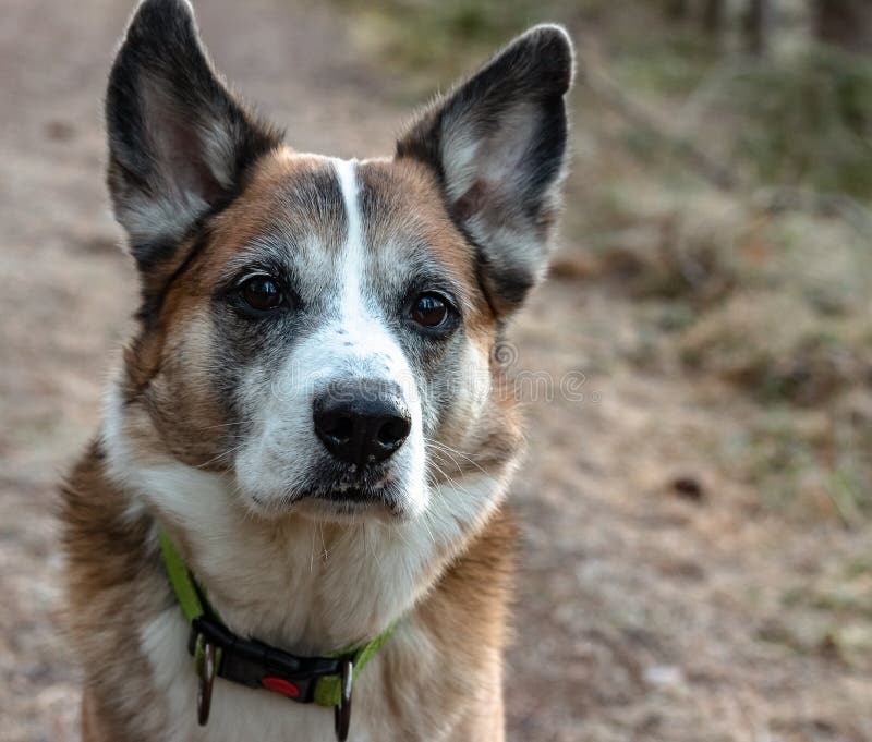 Tête de l'Alaska enrouée lsaquo d'aeuro de lsaquo d'aeuro de chien en gros plan photos stock