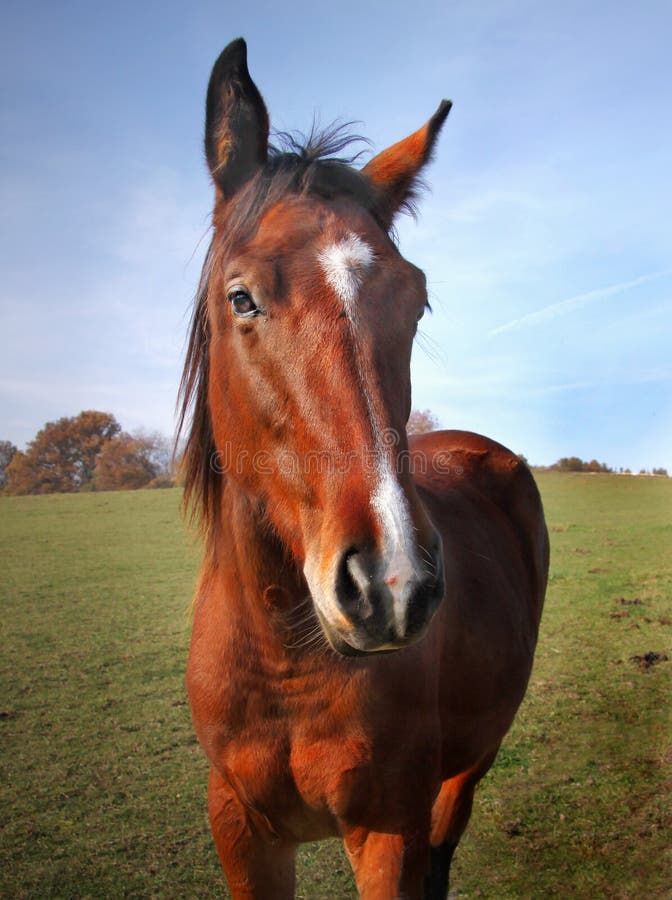 Tête de plan rapproché de cheval de Brown image stock Tête de plan rapproché de cheval de Brown image stock