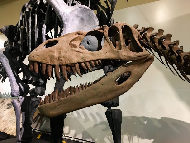 Tête de T-Rex dans le Musée National des sciences naturelles images stock Tête de T-Rex dans le Musée National des sciences naturelles images stock