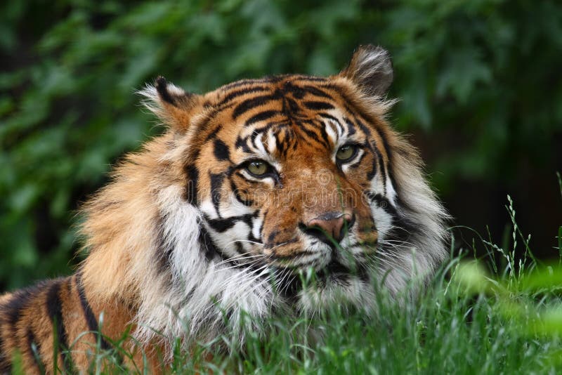 Tête de tigre photo stock. Image du faune, énorme, tête 11167656